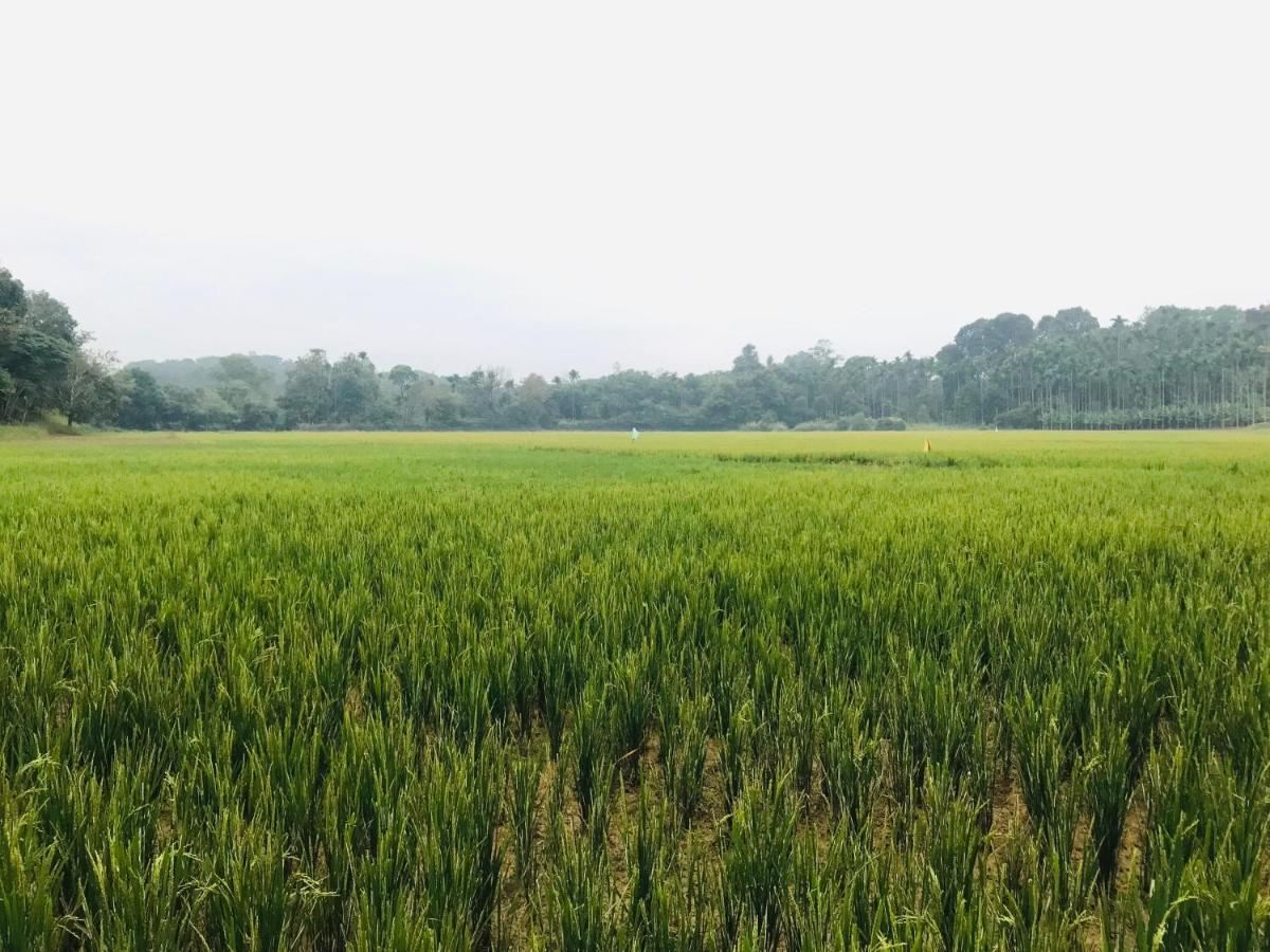 Partho Home Stay Padinjarathara Экстерьер фото